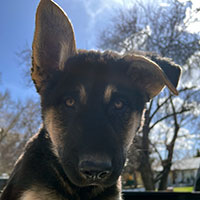 Photo of the  dog Flagstaff