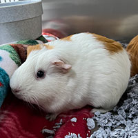 Photo of the  gpig Thelma