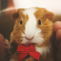 photo of Little Chief the Guinea pig