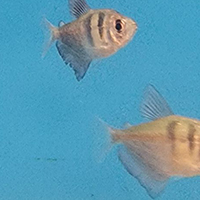 Photo of One Fish