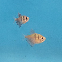 Photo of Two Fish
