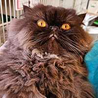 Photo of the  cat Wilford Brimley