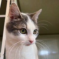 Photo of the  cat Zoolander