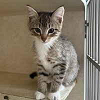 Photo of the cat Friday