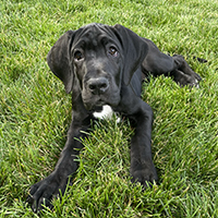 Photo of the dog Penny