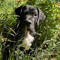 Photo of the dog Stanley