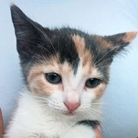 Photo of the cat Tawney