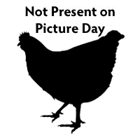 Silouhette of a chicken as a placeholder image